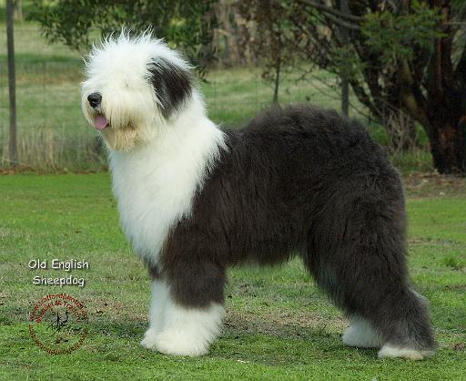 Old English Sheepdog 9F055D-17.JPG